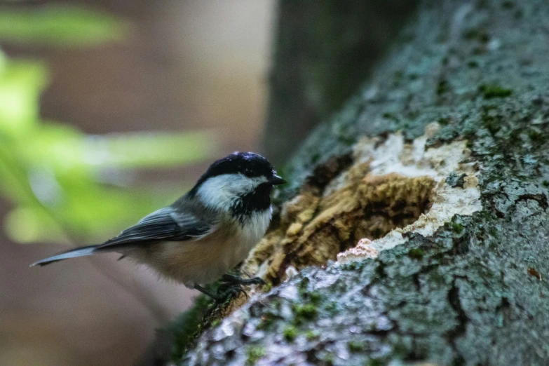 a bird is perched on the tree bark