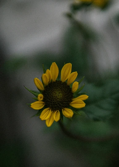 a yellow flower in the foreground and a blurry background