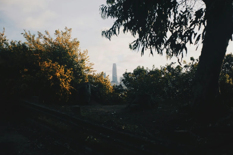 trees are seen against a sky filled with clouds