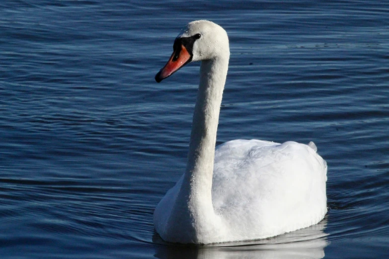 a swan is in a body of water