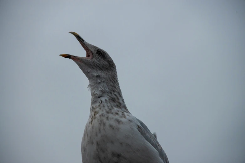 a bird with its mouth open standing on a wooden floor