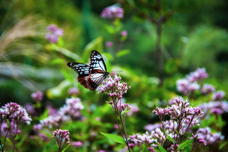 two erflies resting on a small flower in the woods