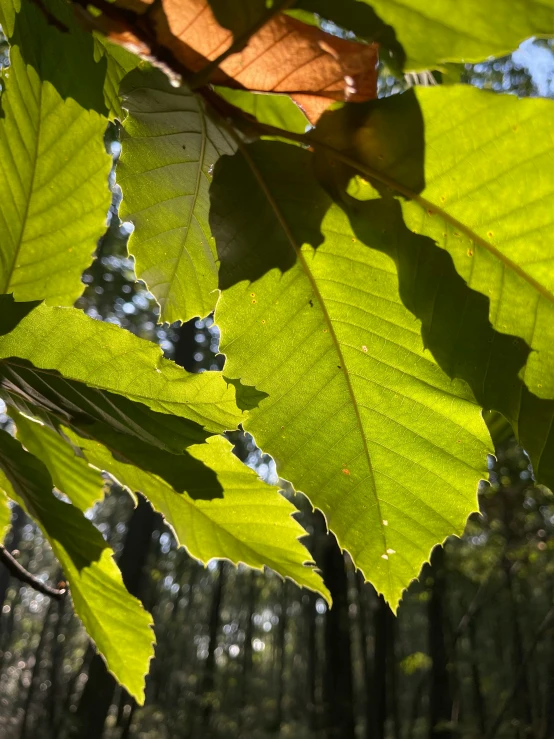 the sun shining through the leaves on a tree