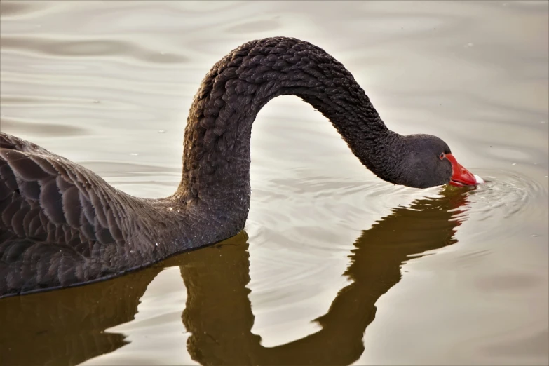 a long necked duck is swimming on the water