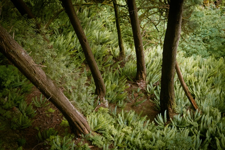 trees and ferns are covering the floor of this forest