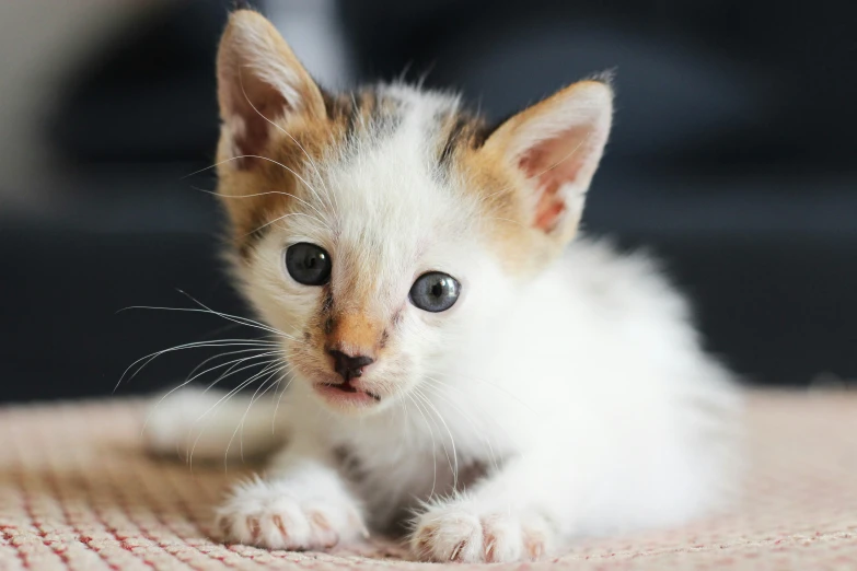 a kitten with a blue eyed stare on it's face