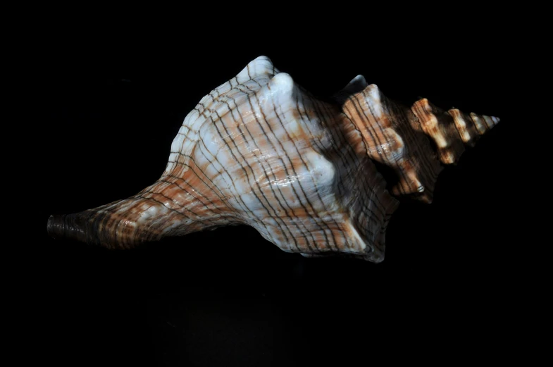 the underside view of a sea shell on a dark background