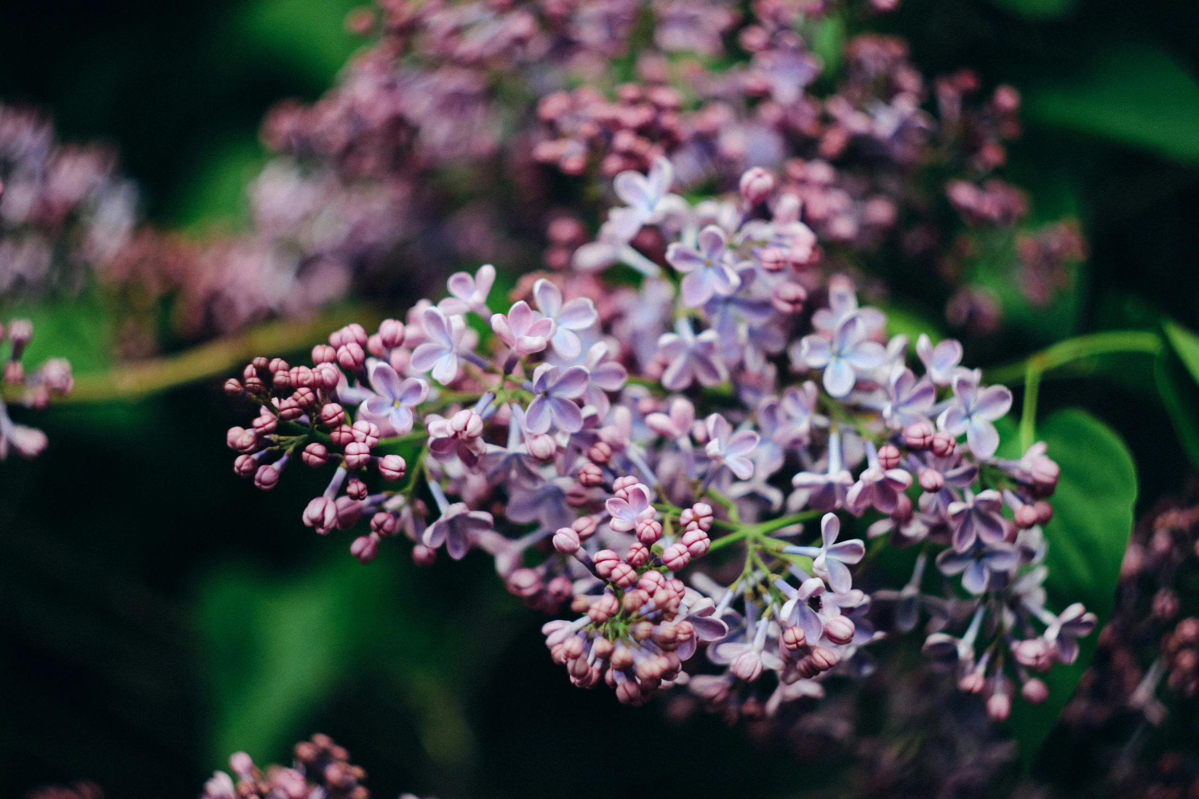 a close up view of a group of flowers