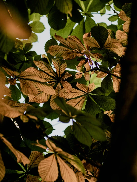 there is a tree that has green leaves on it