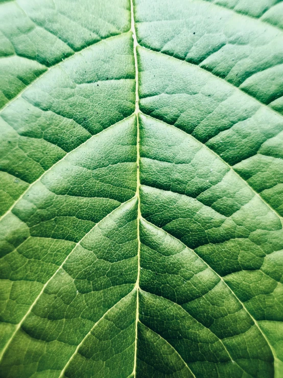a closeup s of the back and side of a green leaf