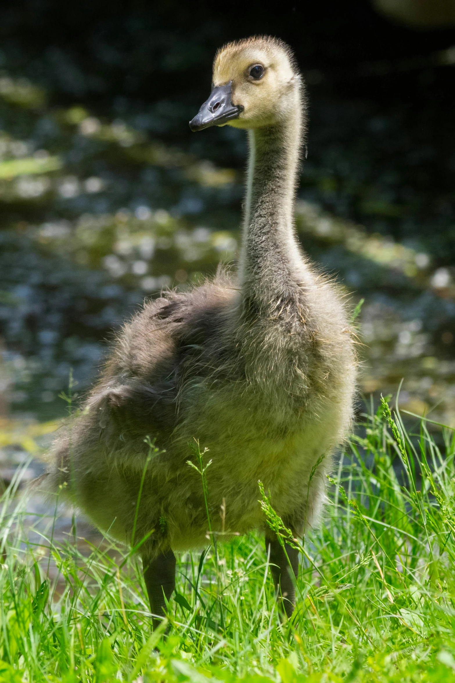 the ducklings are enjoying playing and walking around in their natural habitat