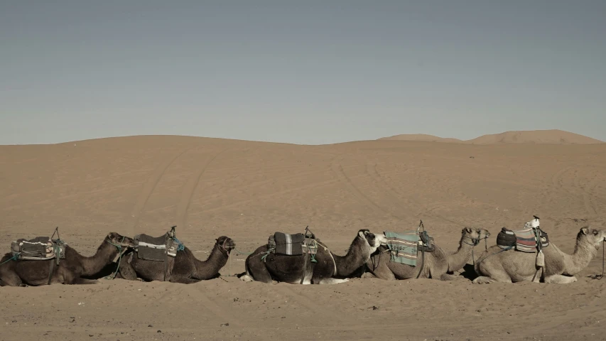 a camel line up in the middle of the desert