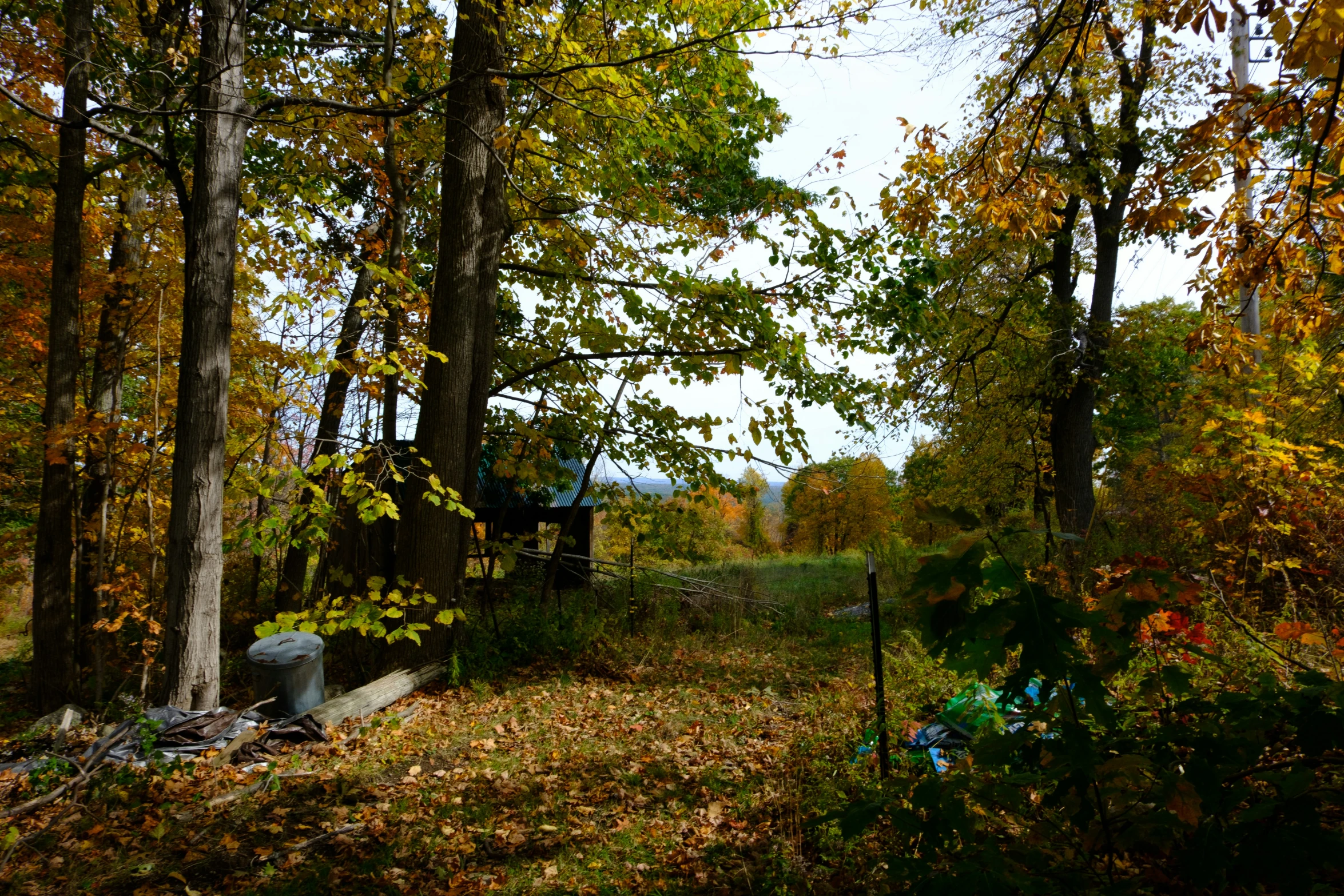 the grass is covered with fallen leaves