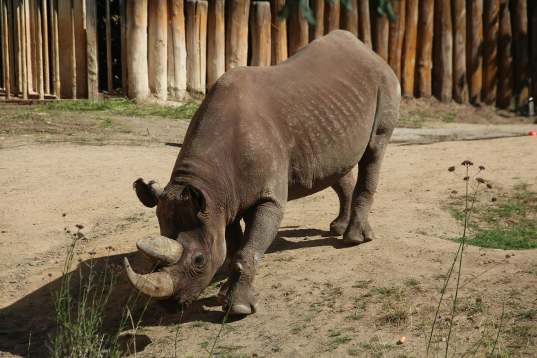 a rhino in dirt area eating plants near wooden fence