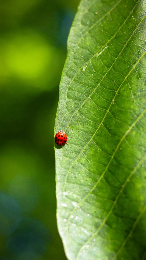 a small red and black lady bug crawling on a leaf