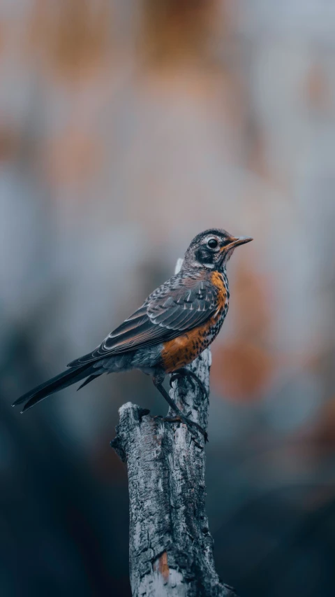 an orange - ed bird on a nch