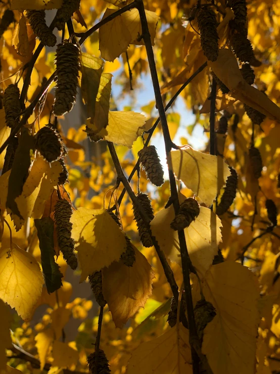 colorful leaves and nches are all over the tree