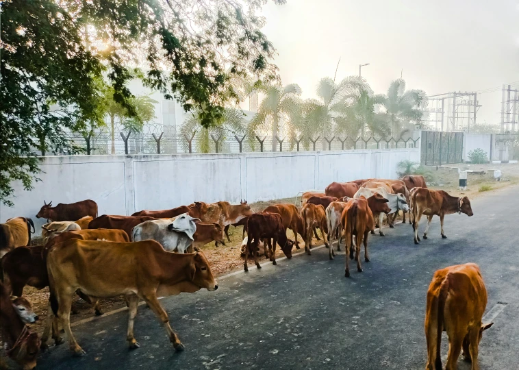 the large brown cattle are being led to the side by an electric pole