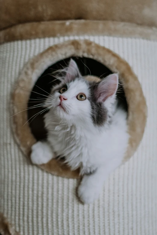 a cat peeking out from the hole in the floor