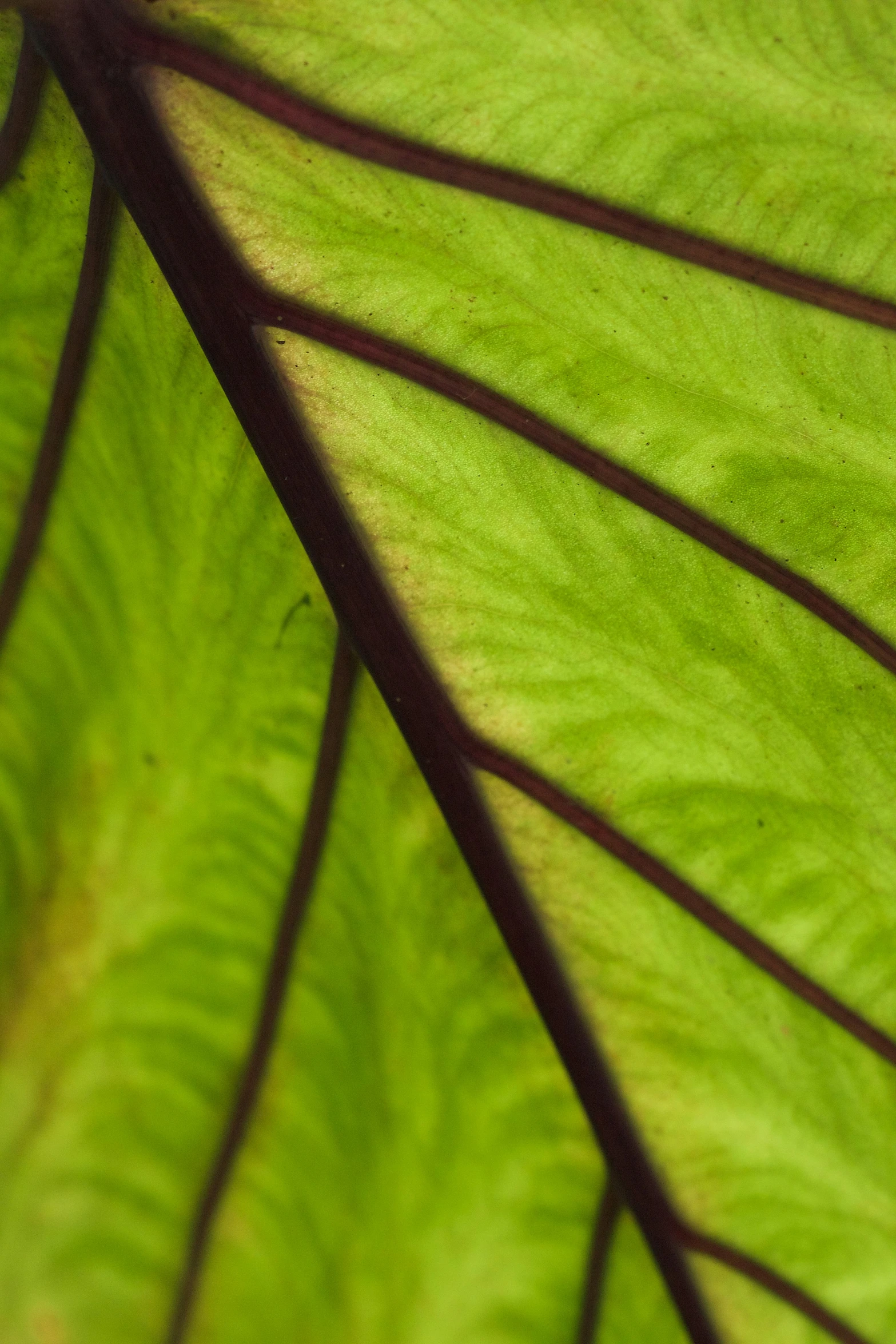 an up close picture of a leaf