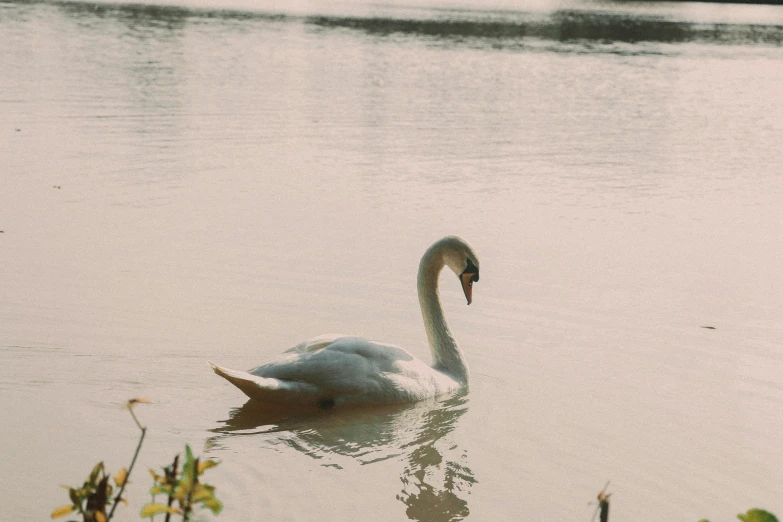 a swan on the water and a boat in the background