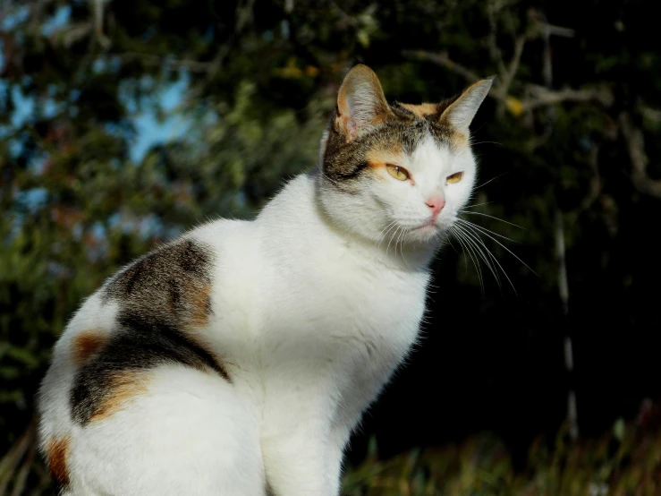 a cat that is sitting down in the grass