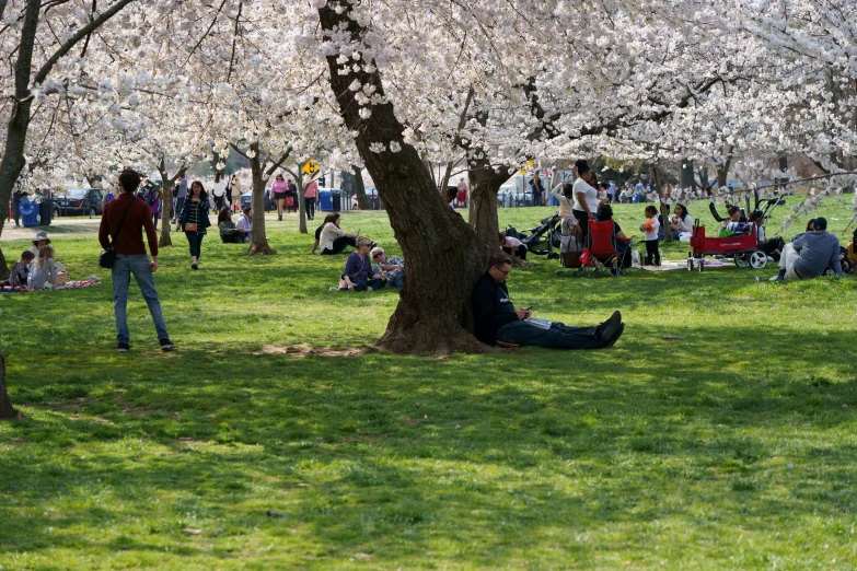 a group of people are in the park under blooming trees