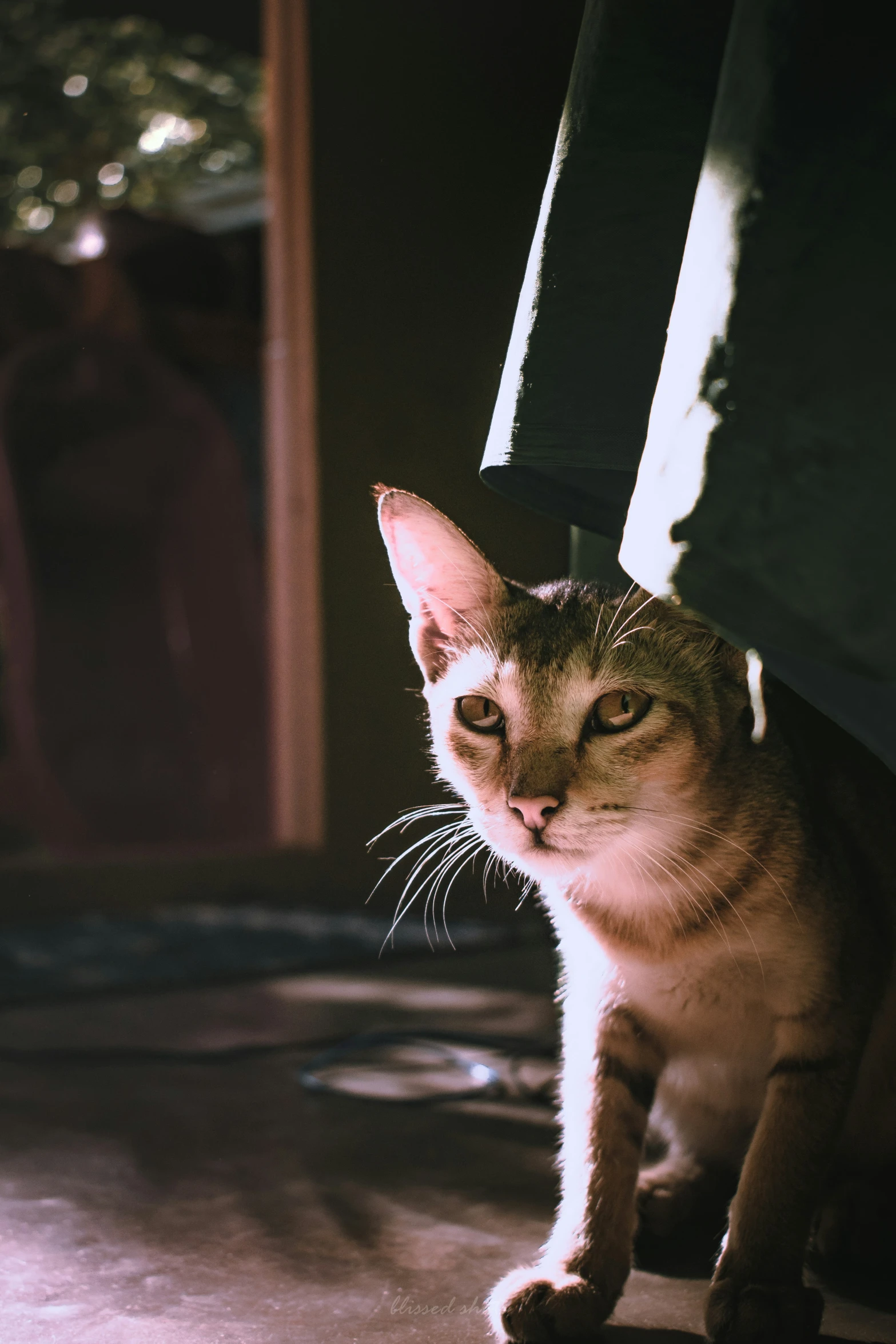 a cat sits under the arm rest of a chair