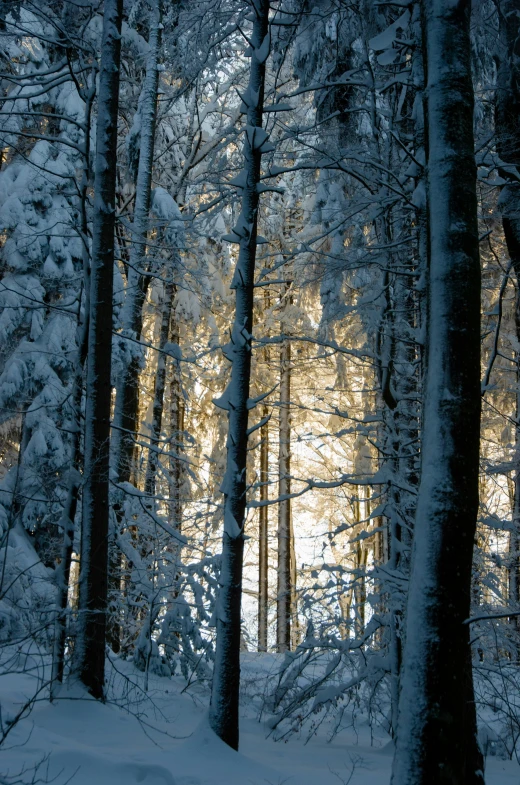 snow covered pine trees in winter scene with sunshine shining through