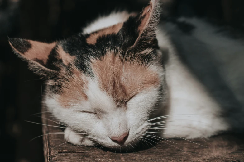 a cat sleeping on top of a wooden table