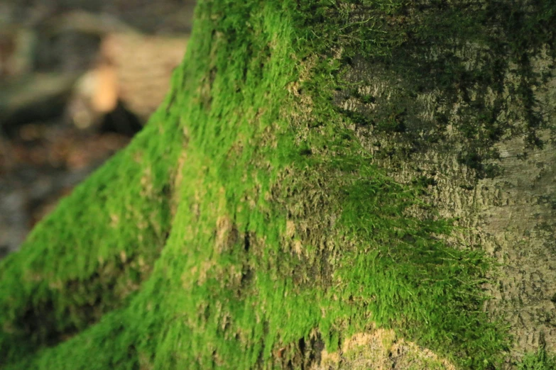 a closeup image of a mossy tree