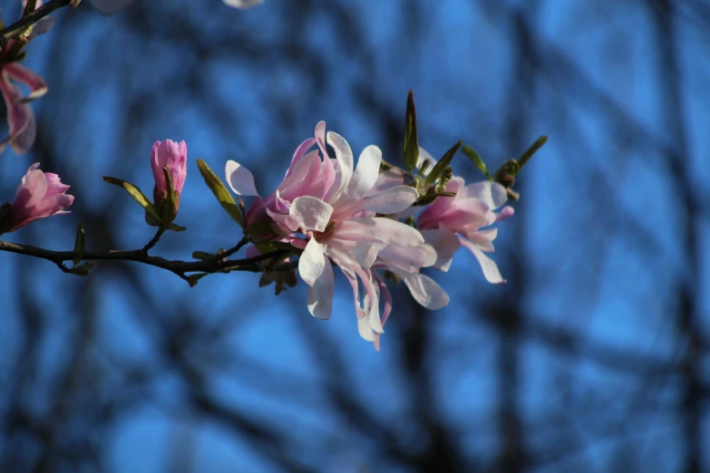 pink flowers that are blooming on a tree