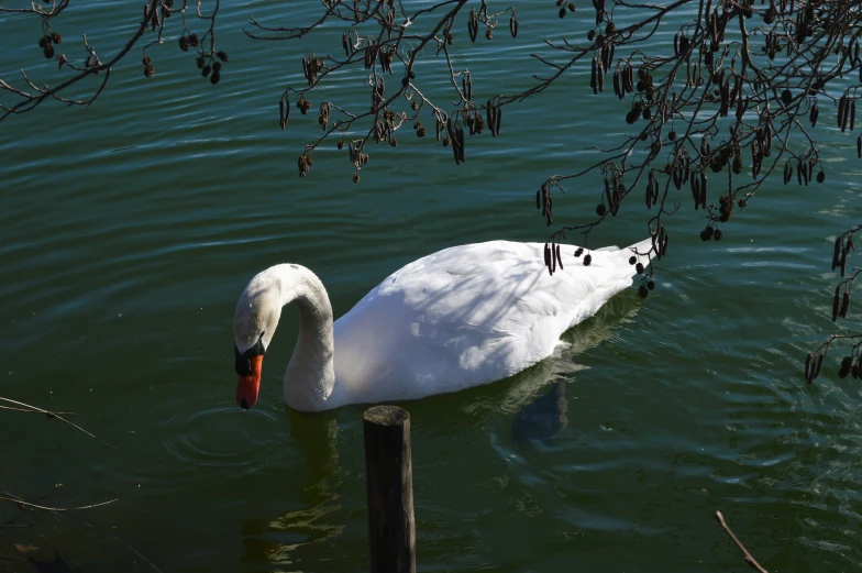 a swan sitting in the water by some trees