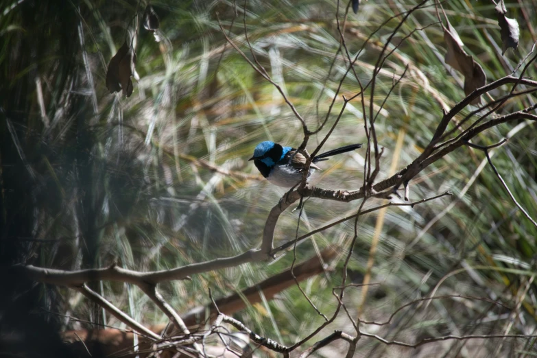 a small bird perched on a thin tree nch