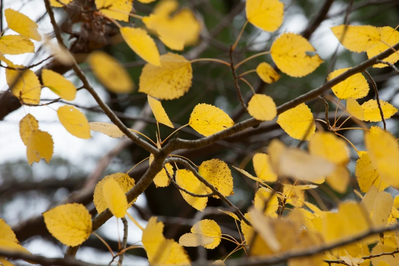 yellow leaves hang from the top of a tree