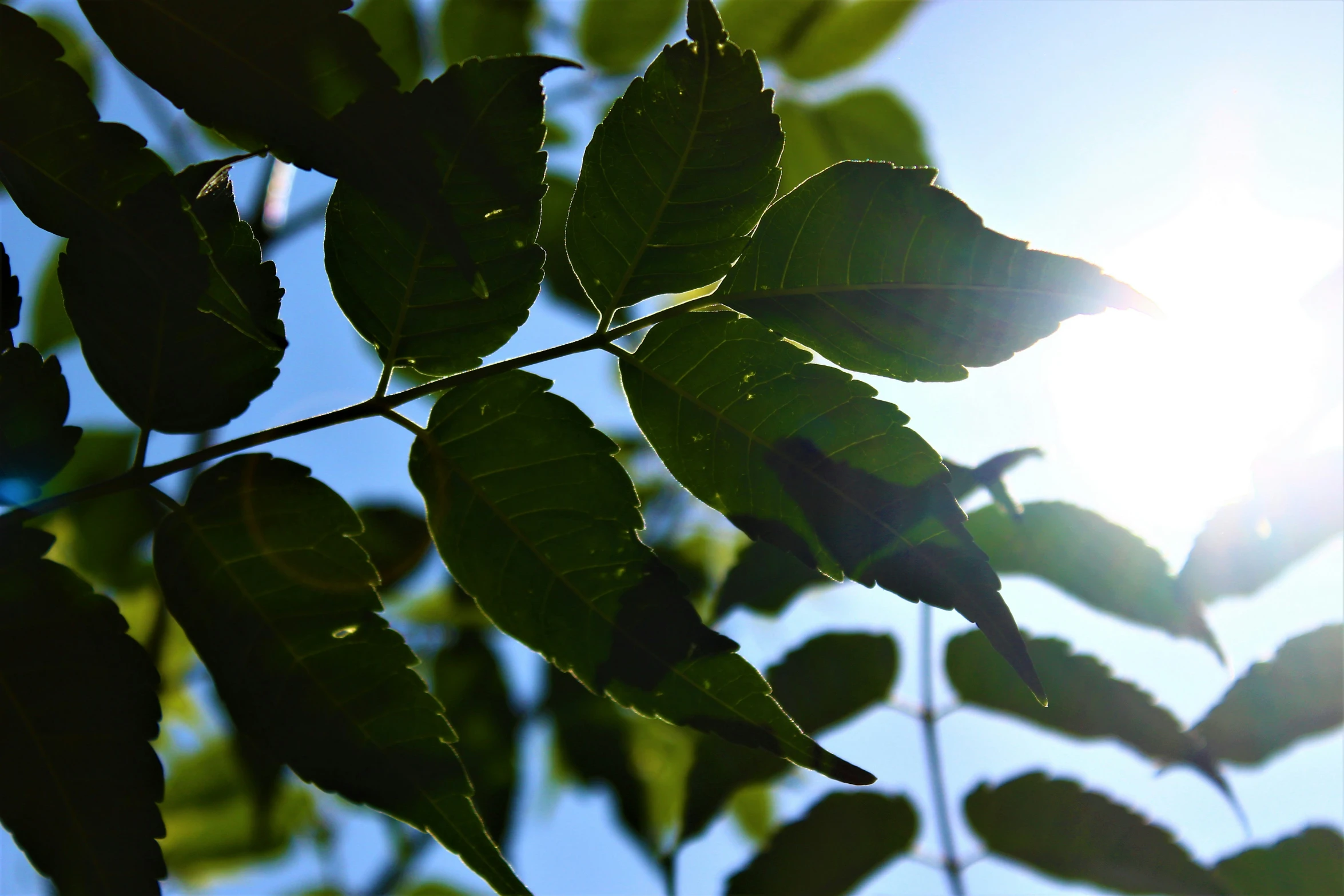 the sun shines through green leaves and leaves