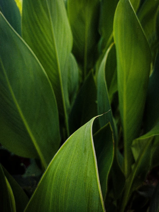 a view of the back of some green leaves