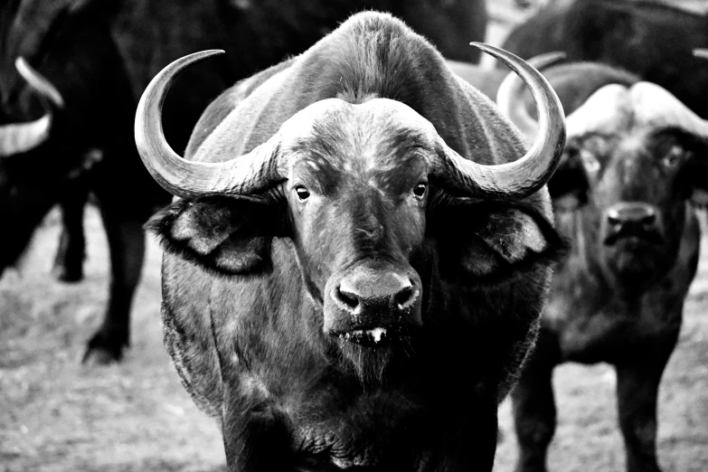 three bulls with horns standing in the grass