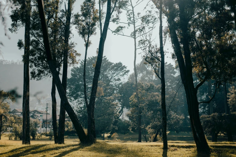 a park with benches near the trees