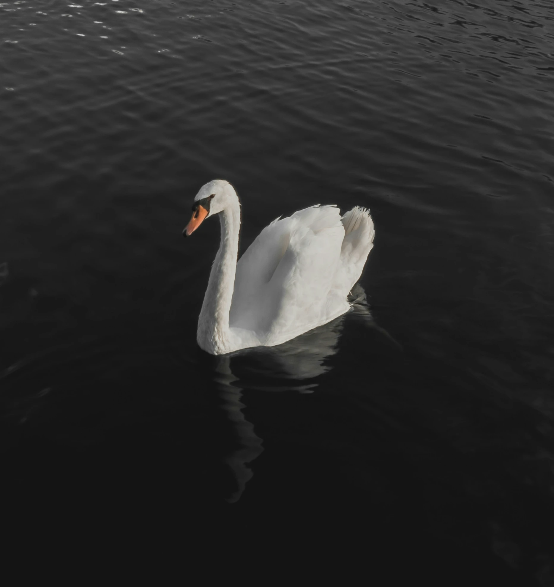 a large swan floating on top of a lake
