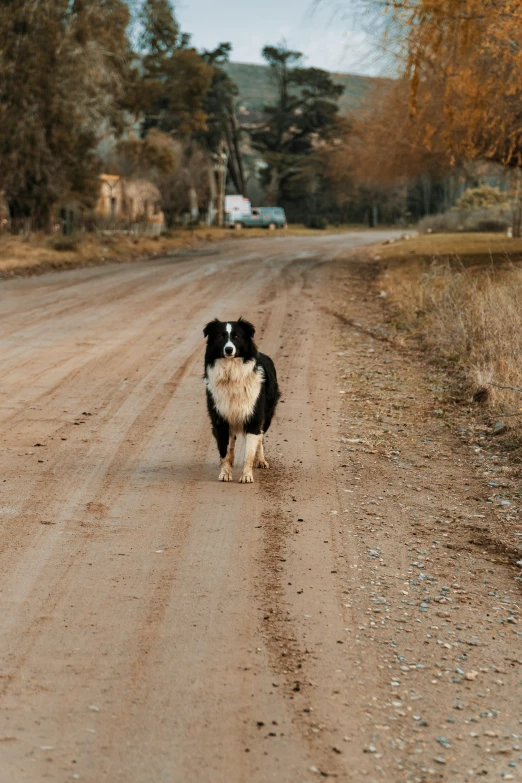 a dog that is standing in the dirt