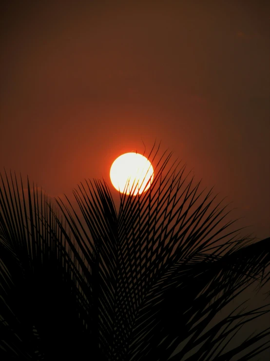 the sun setting over the horizon with palm leaf silhouetted