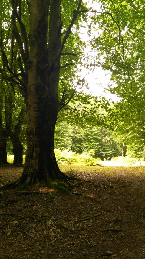 a bench under some very large trees on the ground