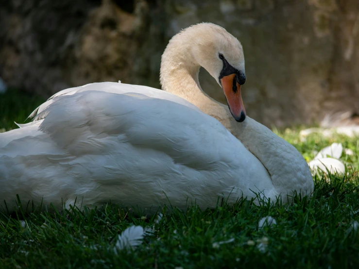 a white bird is on the grass and looking at the camera