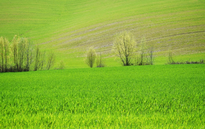 this field is green and there are some trees in the distance