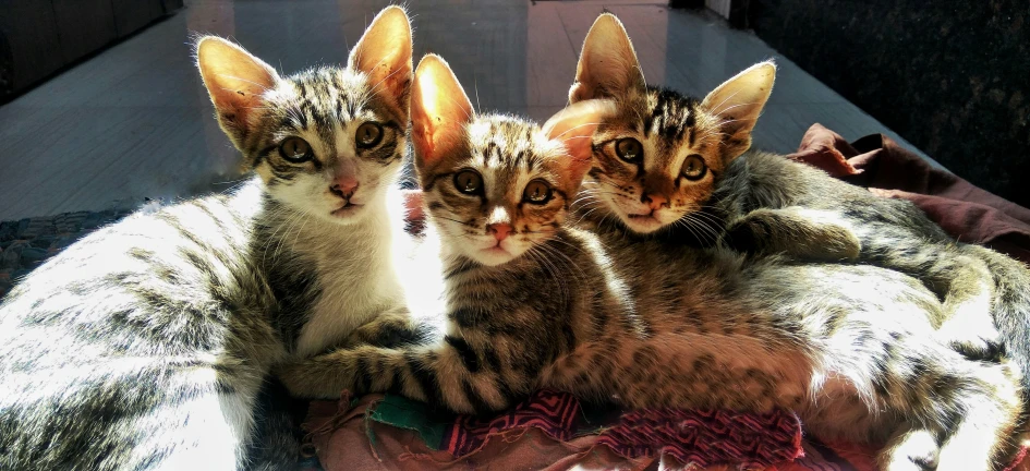 three cats lying in front of an open window