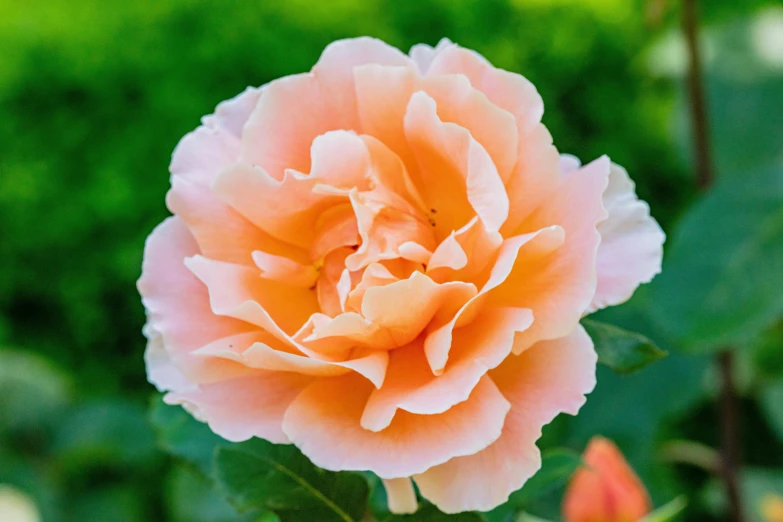 a closeup image of an orange flower