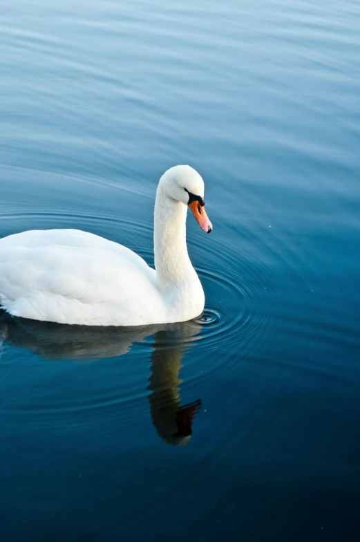 the goose is swimming on the lake with some water