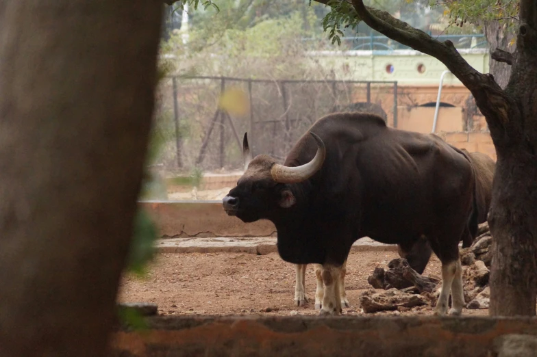 an adult black bull in its enclosure under a tree