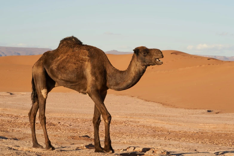 the camel is looking back over the sand